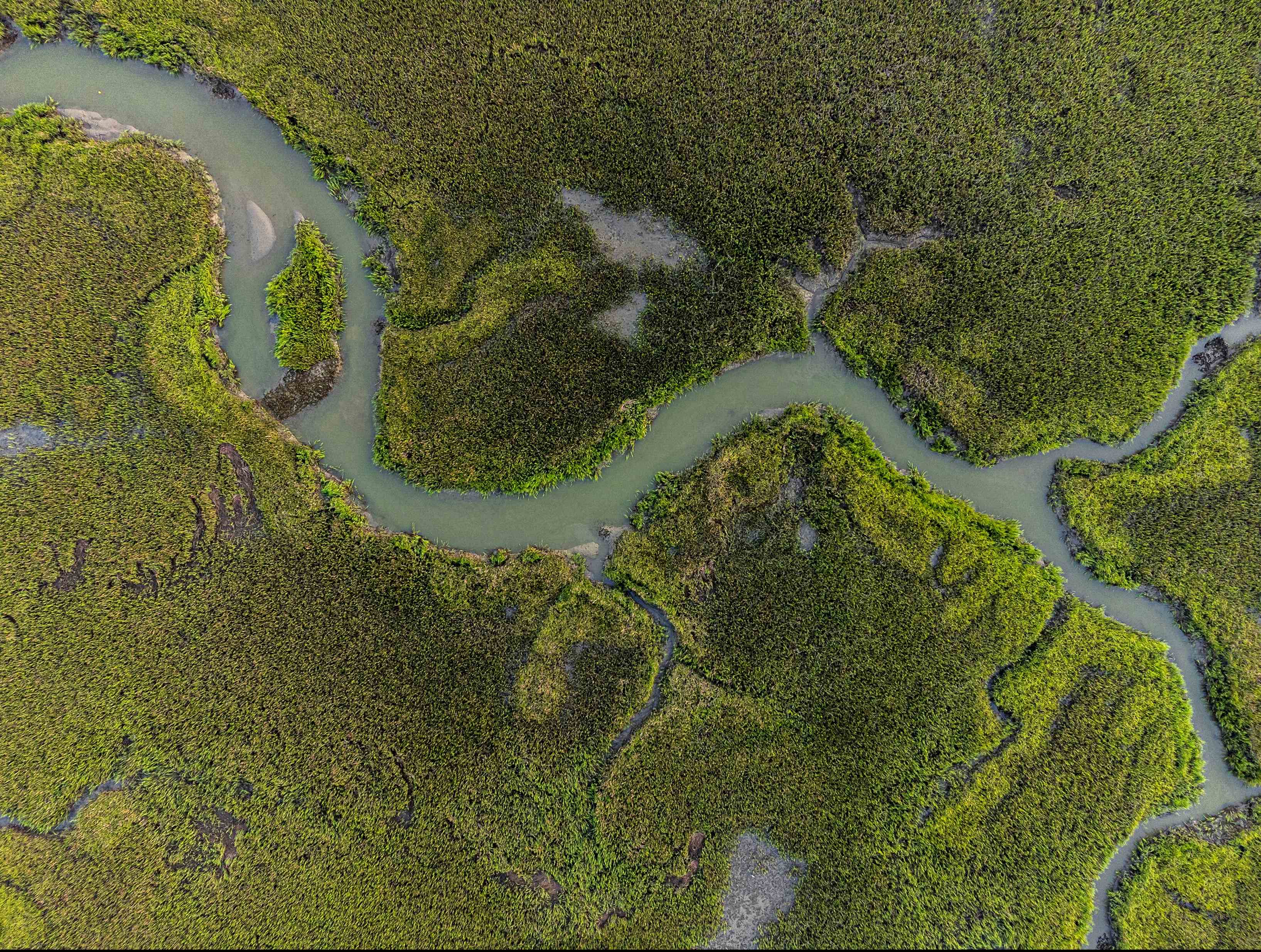 Aerial view of a green mangrove wetland threaded with winding tidal water channels.